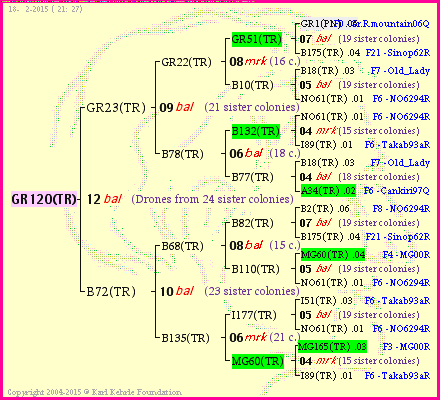 Pedigree of GR120(TR) :
four generations presented