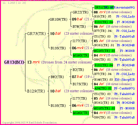 Pedigree of GR13(BCI) :
four generations presented