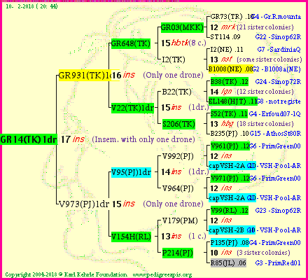 Pedigree of GR14(TK)1dr :
four generations presented