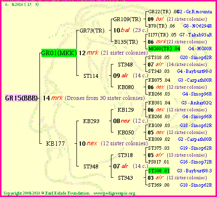 Pedigree of GR15(BBB) :
four generations presented