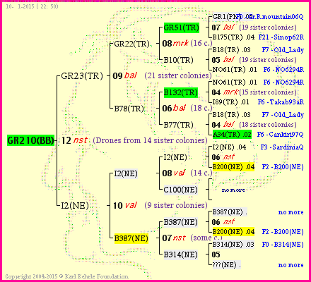 Pedigree of GR210(BB) :
four generations presented