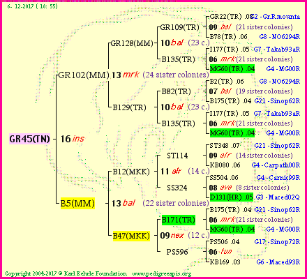 Pedigree of GR45(TN) :
four generations presented<br />it's temporarily unavailable, sorry!