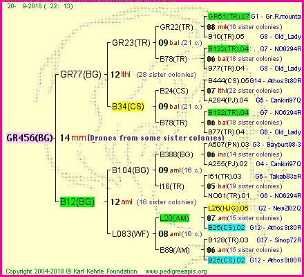 Pedigree of GR456(BG) :
four generations presented<br />it's temporarily unavailable, sorry!