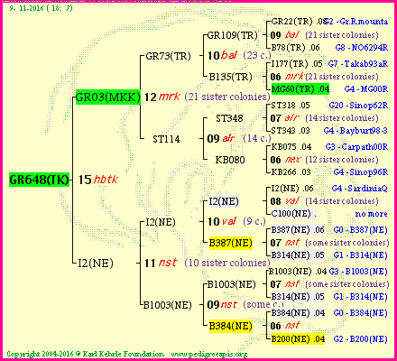 Pedigree of GR648(TK) :
four generations presented