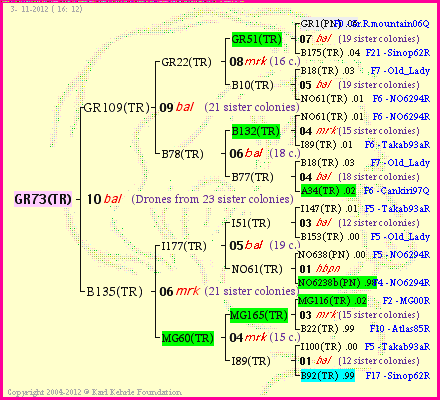 Pedigree of GR73(TR) :
four generations presented