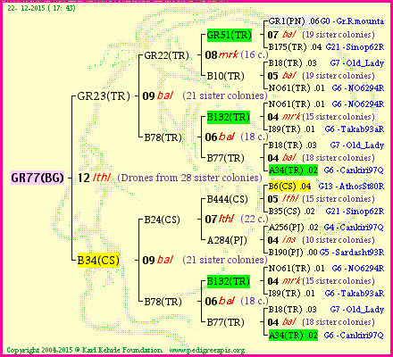 Pedigree of GR77(BG) :
four generations presented