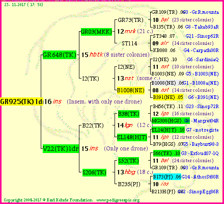 Pedigree of GR925(TK)1dr :
four generations presented