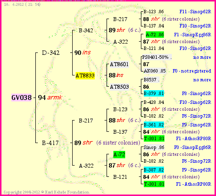 Pedigree of GV038 :
four generations presented