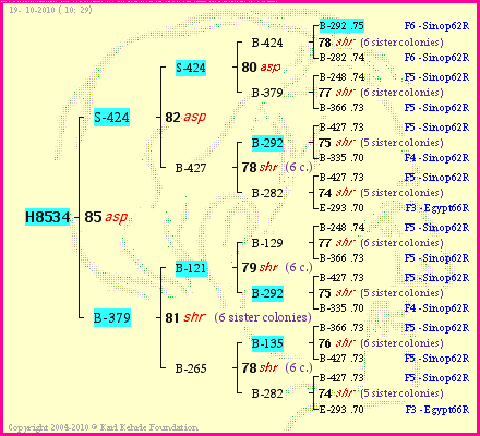 Pedigree of H8534 :
four generations presented