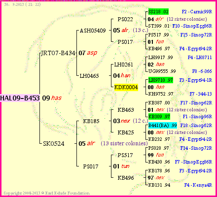 Pedigree of HAL09-B453 :
four generations presented