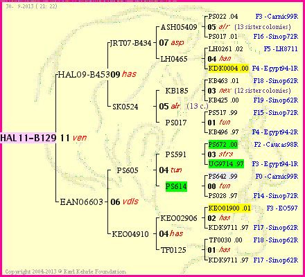 Pedigree of HAL11-B129 :
four generations presented