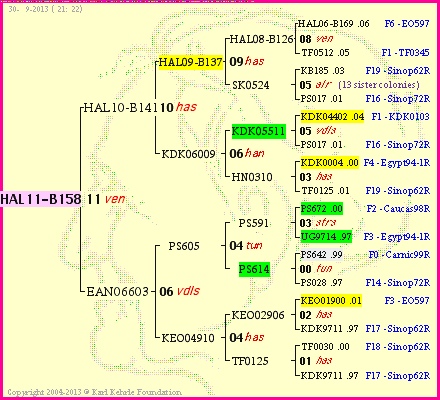 Pedigree of HAL11-B158 :
four generations presented