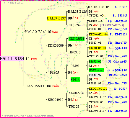 Pedigree of HAL11-B184 :
four generations presented