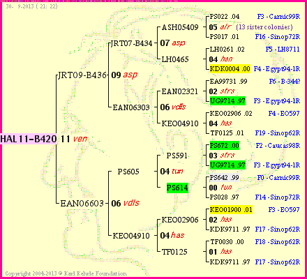 Pedigree of HAL11-B420 :
four generations presented