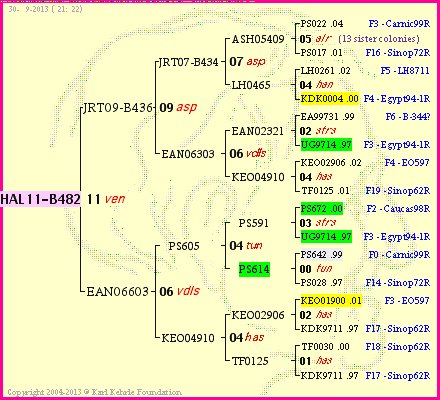 Pedigree of HAL11-B482 :
four generations presented