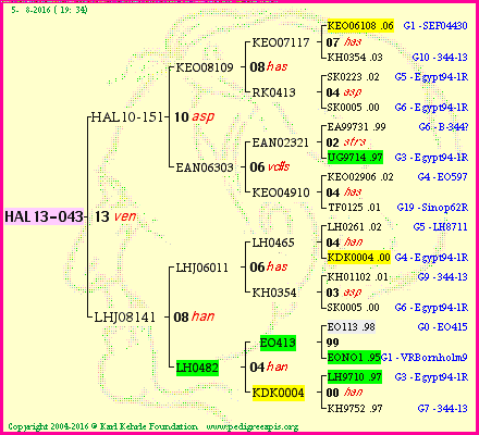 Pedigree of HAL13-043 :
four generations presented