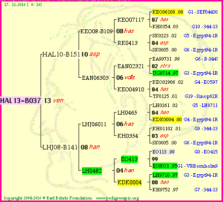 Pedigree of HAL13-B037 :
four generations presented