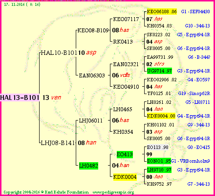 Pedigree of HAL13-B101 :
four generations presented