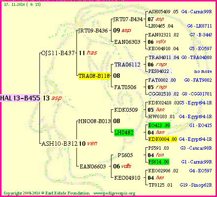 Pedigree of HAL13-B455 :
four generations presented