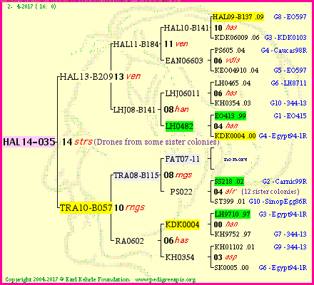 Pedigree of HAL14-035 :
four generations presented