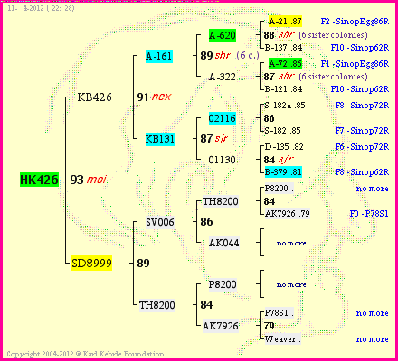 Pedigree of HK426 :
four generations presented