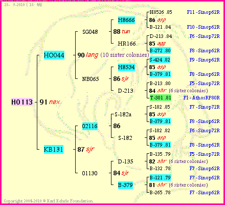 Pedigree of HO113 :
four generations presented