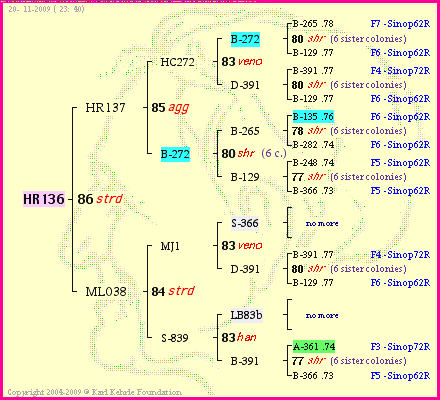 Pedigree of HR136 :
four generations presented