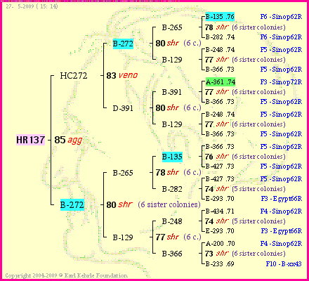 Pedigree of HR137 :
four generations presented