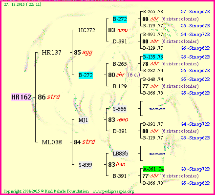 Pedigree of HR162 :
four generations presented