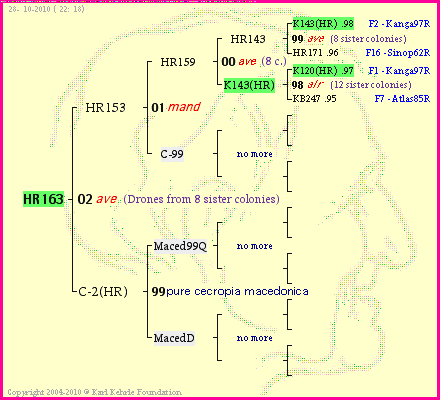 Pedigree of HR163 :
four generations presented