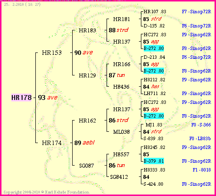 Pedigree of HR178 :
four generations presented