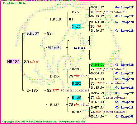 Pedigree of HR181 :
four generations presented