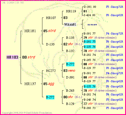 Pedigree of HR183 :
four generations presented