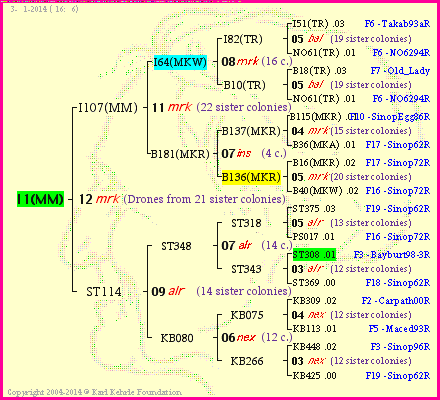 Pedigree of I1(MM) :
four generations presented