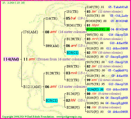 Pedigree of I14(AM) :
four generations presented