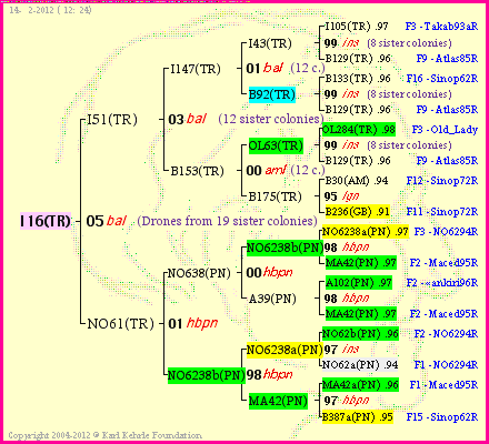 Pedigree of I16(TR) :
four generations presented<br />it's temporarily unavailable, sorry!