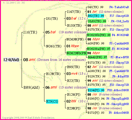 Pedigree of I24(AM) :
four generations presented