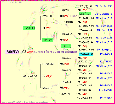 Pedigree of I30(FIV) :
four generations presented