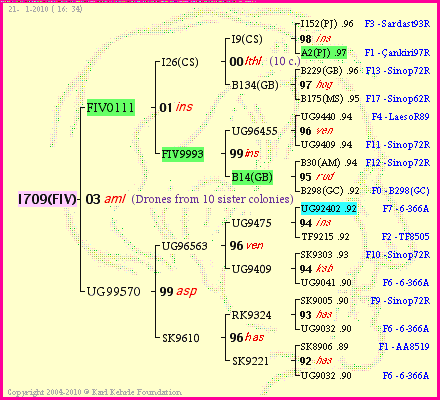 Pedigree of I709(FIV) :
four generations presented