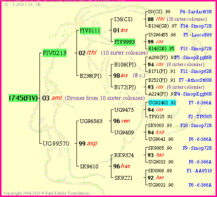 Pedigree of I745(FIV) :
four generations presented