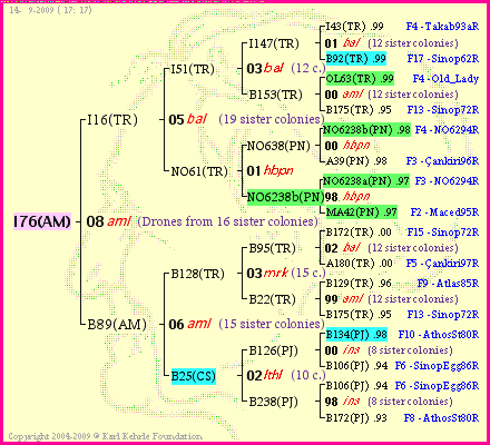 Pedigree of I76(AM) :
four generations presented