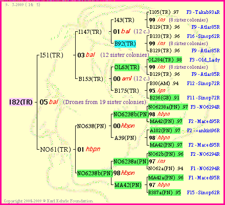 Pedigree of I82(TR) :
four generations presented