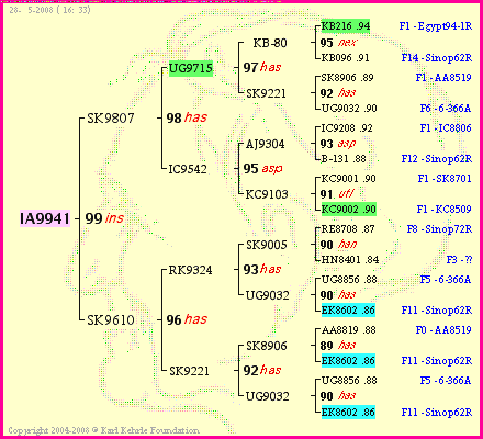 Pedigree of IA9941 :
four generations presented