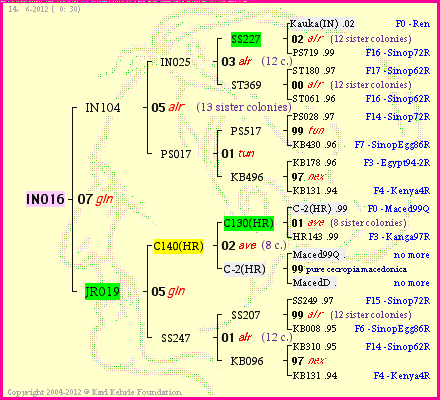 Pedigree of IN016 :
four generations presented