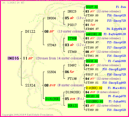 Pedigree of IN016 :
four generations presented