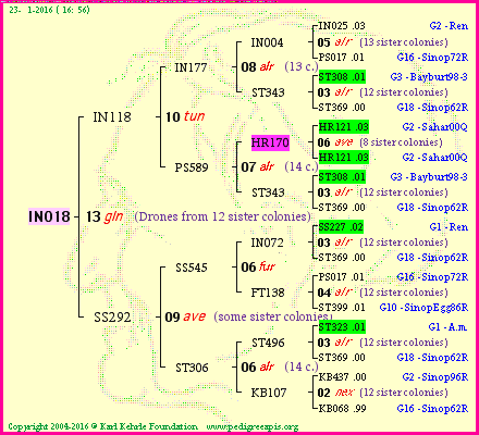 Pedigree of IN018 :
four generations presented