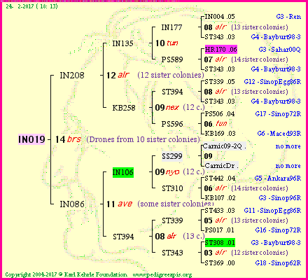 Pedigree of IN019 :
four generations presented