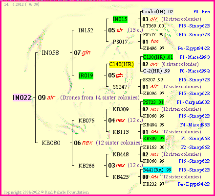 Pedigree of IN022 :
four generations presented