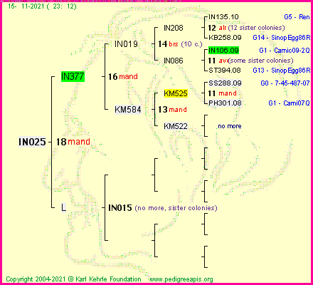 Pedigree of IN025 :
four generations presented
it's temporarily unavailable, sorry!