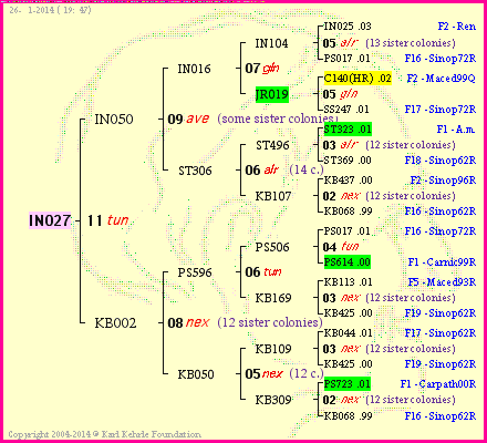 Pedigree of IN027 :
four generations presented